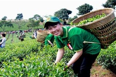 Tea culture to be promoted at Da Lat Flower Festival