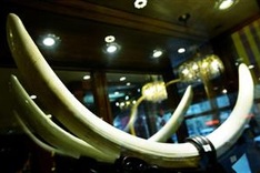 Chinese ban on ivory sales goes into effect