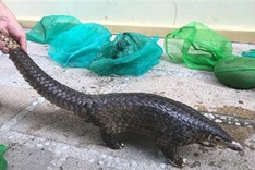 Inter-province wildlife traffickers busted in Quang Nam