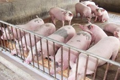 Industry and Trade ministry promote domestic pig sector