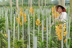 New orchid species found in Central Highlands