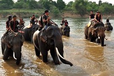 Plan aims to help wild elephants