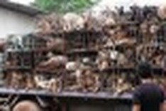 Thailand: Men charged with smuggling 2,000 dogs to Vietnam