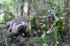 Elephants die of starvation in Vietnamese forests