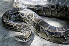 Snakes blamed for 'severe declines' in Florida wildlife