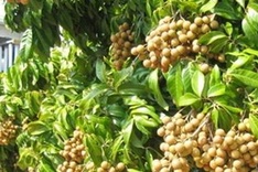 Possible new market for fruits economically fruitful