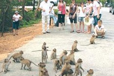 Coastal tourism has rosy future