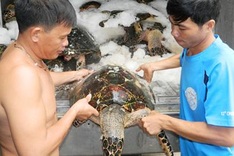 Illegal hunting of sea turtles runs rampant