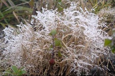 Cold spell threatens Sapa livestock