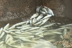 Vung Ang Industrial Zone blamed for gigantic marine pollution