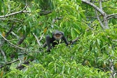 Two provinces protect primates from peril
