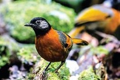 Over VND510 billion allocated for biodiversity conservation in Lam Dong