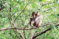 HCM City a hub for illegal animal trade