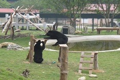 New bear enclosures opened in Vinh Phuc Province