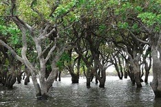 Co-management plan to protect mangroves