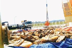 Formosa denies responsibility in toxic waste dumping