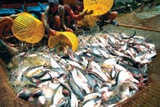 Almost 61 trillion VND to develop fisheries sector to 2020