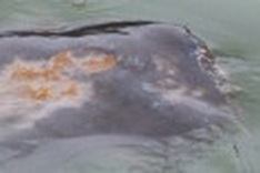 Hoan Kiem’s legendary turtle in trouble