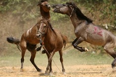 Horse fighting in Ha Giang Province