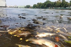 Hanoi announces causes of mass fish deaths