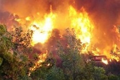 Men burn forest gathering honey