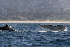 Australia to create world's largest marine parks