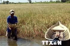 Mekong reels from drought, saltwater