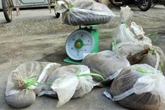 War on Pangolin Crime campaign launched