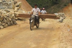 Illicit logging plagues Nghe An