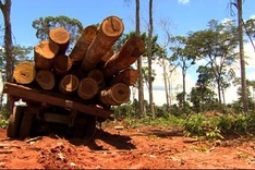 Saving Amazonia: Winning the war on deforestation
