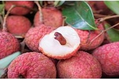Fresh litchi to be served on Vietnam Airlines’ flights