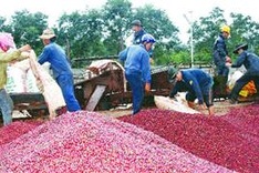 Dak Lak discusses local coffee industry’s prospects