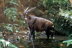 Truong Son Saola disappearing