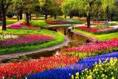 Hanoi to host tulip festival