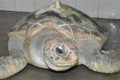Rare turtle stuck in Hue fisherman's net