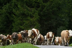 Planet-warming methane from livestock underestimated: study