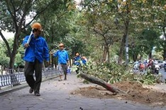 Hanoi cuts trees in pilot beautification project