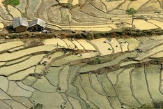 Lao Cai's terraced fields ready for planting