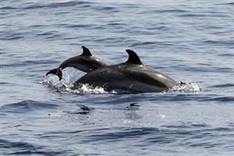 New dolphin species discovered off north Australia