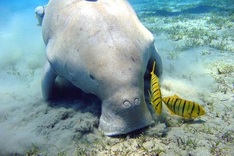 Illegal trade of dugongs uncovered