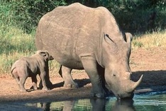 Vietnamese students attend World Youth Rhino Summit