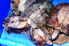 Endangered turtle trafficking under investigation
