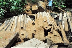 Illegal road fosters illicit logging in Quang Ngai