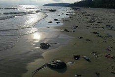 Massive dead horseshoe crabs found at Co To beaches
