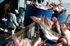 Vietnam tra fish makes green list of healthy seafood