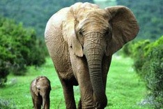 US, Vietnam strengthen cooperation in wildlife protection