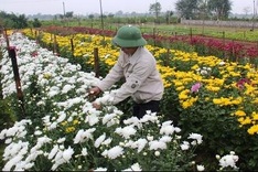 Flower village busy leading up to Tet