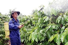 Highlands develop 21 new types of coffee