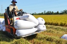 Expert urges focusing on agriculture for sustainable development