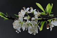 Glistening beauty of Sapa on an early spring morning